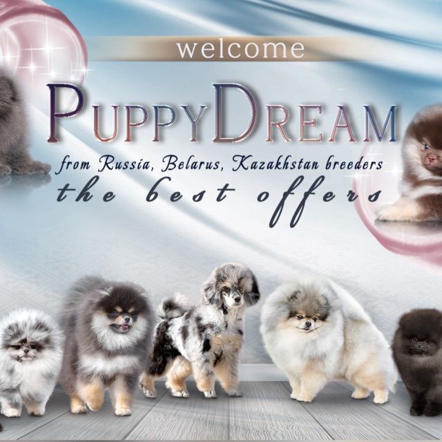 ⚜️ PuppyDream 1️⃣⚜️ WhatsApp group icon