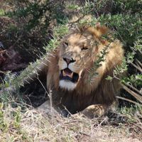 Budget safari 🦁🐘 WhatsApp group icon